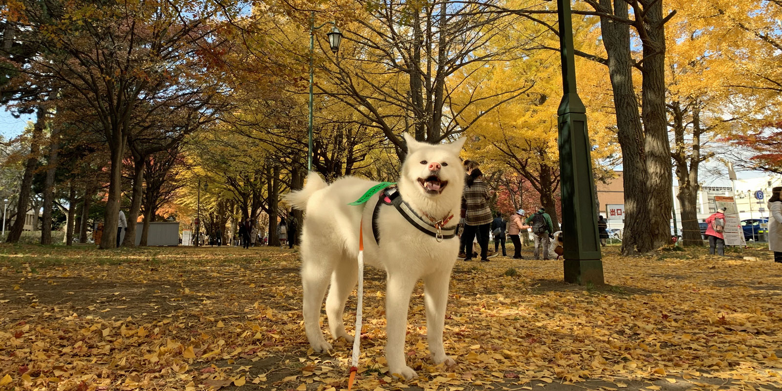 北大イチョウ並木