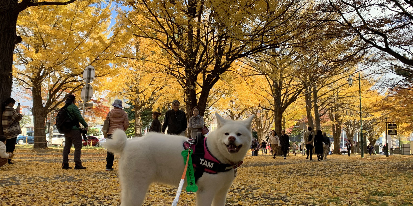 北大イチョウ並木