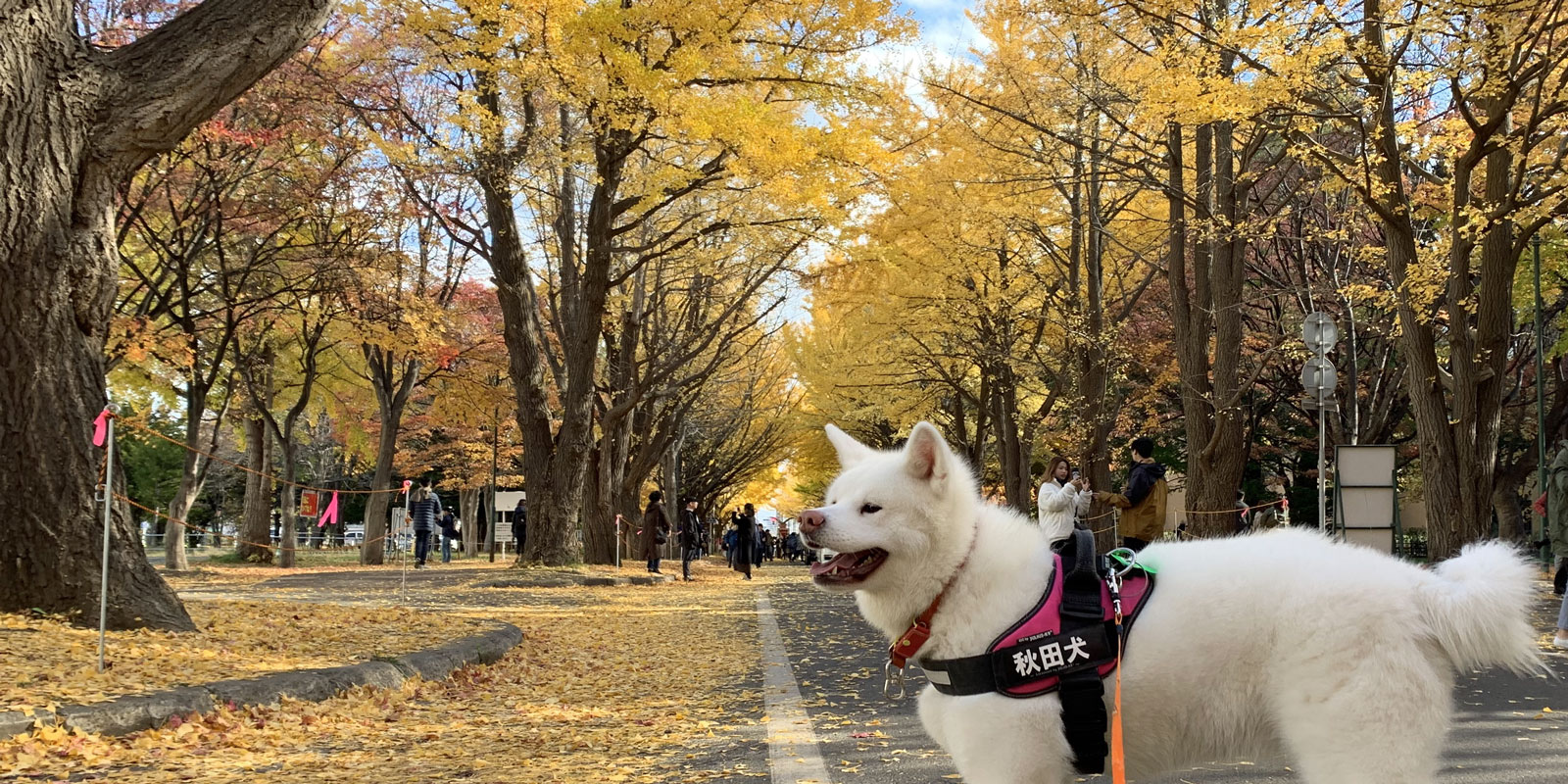 北大イチョウ並木